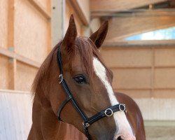 horse Gracy (Hanoverian, 2009, from Graf Top)