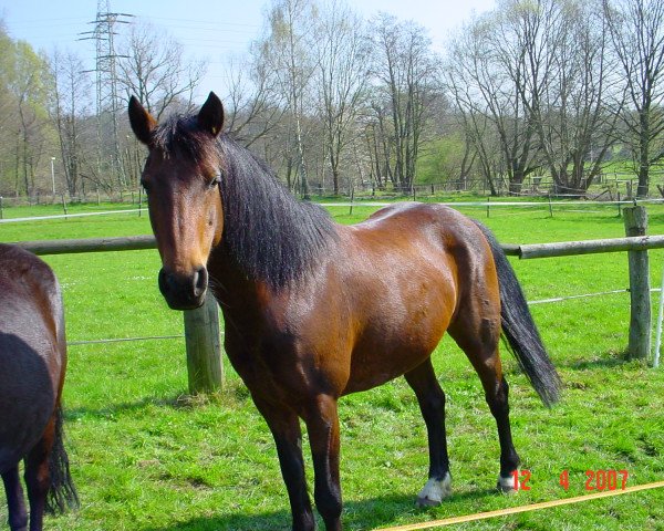 Pferd Winni 200 (Connemara-Pony, 1996, von Westside Frank)