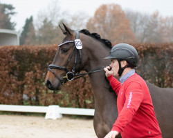 jumper Hengst von Grand Slam VDL (NLD) / Azteca VDL (Westphalian, 2020, from Grand Slam VDL)