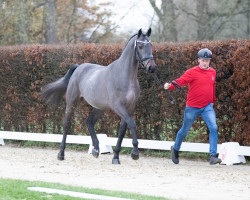 Pferd Tangelo's Son TZ (Westfale, 2020, von Tangelo van de Zuuthoeve)