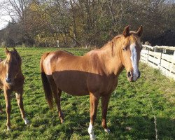 Zuchtstute Adele (Arabisches Halbblut / Partbred,  , von Hill Arslan AA)