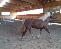 horse Roxana (Black Forest Horse, 2006, from Merlin)