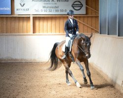 dressage horse Prima 28 (Latvian Warmblood, 2010)