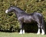 stallion Winalda Hiem's Katrines (Welsh mountain pony (SEK.A), 2008, from Ysselvliedt's No limit)