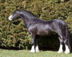 Deckhengst Winalda Hiem's Katrines (Welsh Mountain Pony (Sek.A), 2008, von Ysselvliedt's No limit)