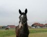 broodmare Numero Una (Austrian Warmblood, 2009, from Chopin)