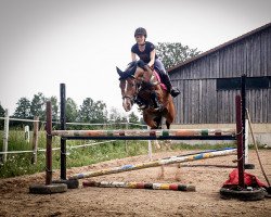 jumper Cara Cavalina (Bavarian, 2010, from Ciacomo)