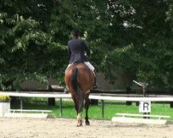 dressage horse Florenzano (Westphalian, 1997, from Freudenprinz)