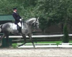 dressage horse Lord Louis S (Hanoverian, 2002, from Likoto xx)