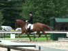 dressage horse Freelance 3 (KWPN (Royal Dutch Sporthorse), 1992, from Festival)