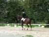 dressage horse Lukas 610 (Westphalian, 1997, from Landro L)