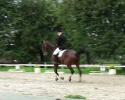 dressage horse Lukas 610 (Westphalian, 1997, from Landro L)