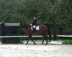 dressage horse Flirtline (Westphalian, 1999, from Fleurop)