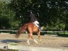 dressage horse Poldi 114 (Westphalian, 2002, from Praktiker)