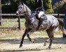 jumper Carlie - Blue (Oldenburg show jumper, 2016, from Caligula)