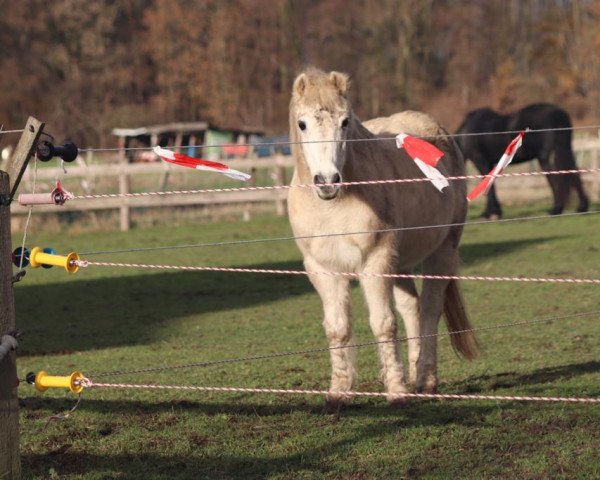 Pferd Allegro (Welsh Pony (Sek.B), 1982)