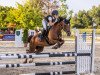 jumper Nugget 76 (German Riding Pony, 2005, from Navajo)