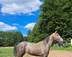 Springpferd Cimba (Oldenburger Springpferd, 2019, von Come Together)