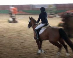 dressage horse Hugerlandshofs Miss Midget (German Riding Pony, 2005, from Mr.Hale Bob)