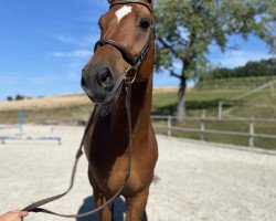 jumper Famous (KWPN (Royal Dutch Sporthorse), 2010, from Advance)