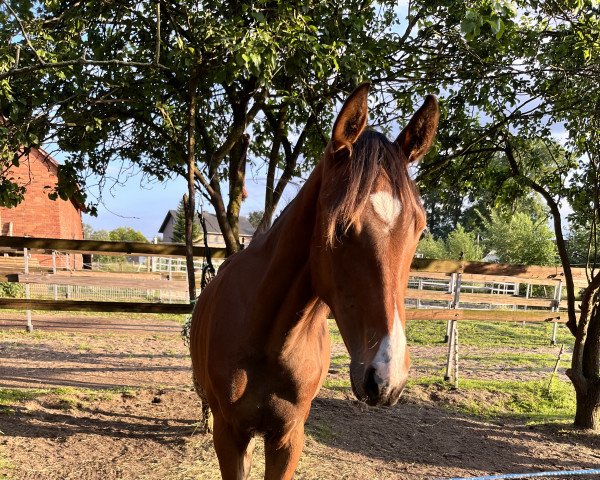 jumper Lord's Finally Here (Oldenburg show jumper, 2021, from Lord Siclau)