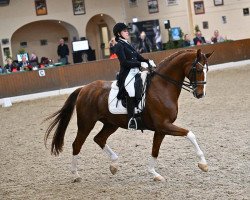 dressage horse Der Wedemaerker (Hanoverian, 2011, from Dancier)