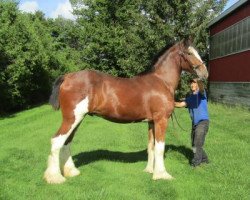 Pferd Ashlane Hank (Clydesdale, 2019, von Hatfield King O'Spades)