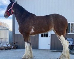 broodmare Boulder Bluff Conny (Clydesdale, 2015, from Hatfield Front Runner)