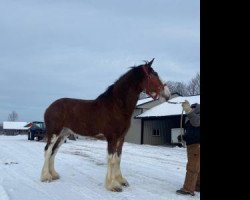 Pferd Boulder Bluff Jax (Clydesdale, 2019, von Towerview Major Attraction)