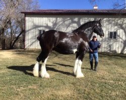 Zuchtstute Faydar Up Front Paula (Clydesdale, 2015, von Hatfield Up Front)