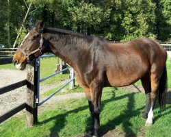 broodmare Candy (Westphalian, 1995, from Carte d'Or)