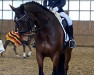 dressage horse Dannylu (Oldenburg, 2016, from Dante Weltino Old)