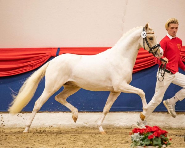 stallion Noble Cracker TS WE (German Riding Pony, 2020, from Notting Hill 2)