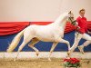 stallion Noble Cracker TS WE (German Riding Pony, 2020, from Notting Hill 2)