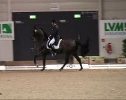 horse World Congress (Hanoverian, 1995, from Warkant)