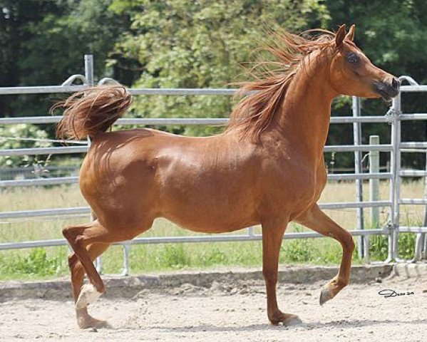 broodmare DA Juss' Diva ox (Arabian thoroughbred, 2007, from WH Justice ox)