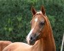 broodmare DA Psytenna ox (Arabian thoroughbred, 2003, from Psytadel 1998 ox)