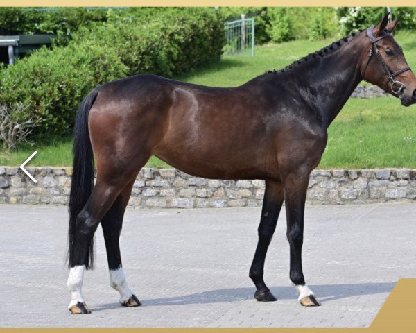 broodmare Dia GOLD Mama (Hanoverian, 2018, from Dia Corrado)