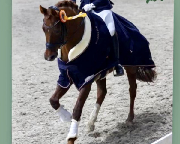 dressage horse Saloua 2 (Hanoverian, 2012, from Soliman)