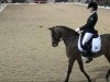 dressage horse Equestricons Lord Champion (Württemberger, 2001, from Le Champion)