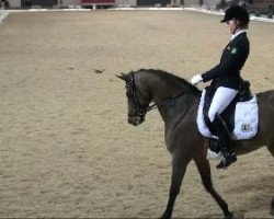 dressage horse Equestricons Lord Champion (Württemberger, 2001, from Le Champion)