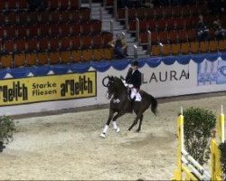 dressage horse Step by Step (Rhinelander, 2004, from Stedinger)