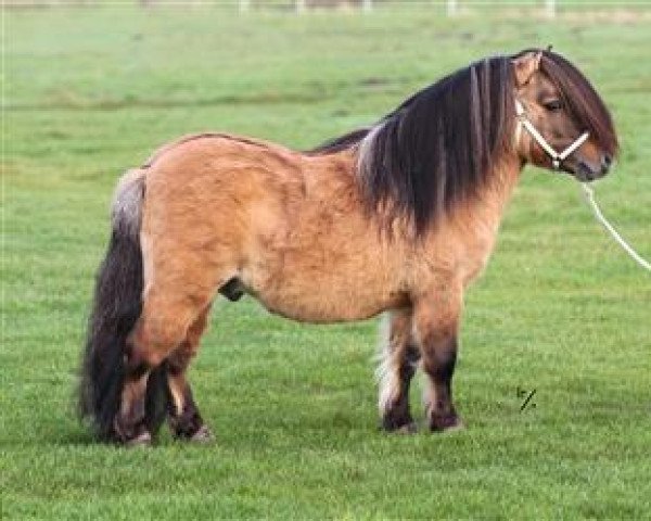 Deckhengst Wesley v. t Haveld (Shetland Pony (unter 87 cm), 2005, von Brevet van Spuitjesdom)