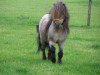 Deckhengst Brevet van Spuitjesdom (Shetland Pony, 1987, von Vorden Buddleia)