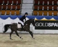 jumper Dolcetto di piu (Hanoverian, 1997, from Cheenook)