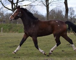 broodmare Belana (Hanoverian, 2018, from Balou Peggio)