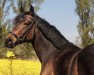 dressage horse Tackmann's Double Shot (German Riding Pony, 2017, from Dimensional)