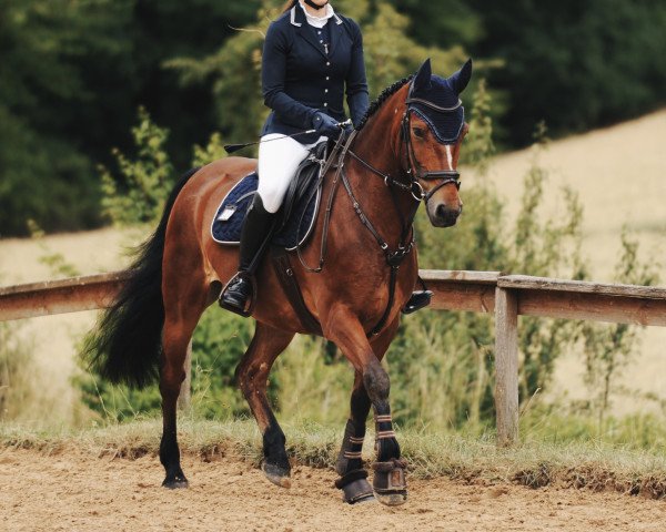 Springpferd Blaze of Lights (Irish Sport Horse, 2015)