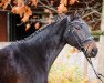 jumper Vranziska (Hanoverian, 2012, from Van Helsing)