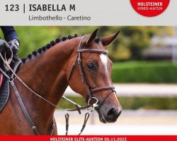 jumper Isabella M (Holsteiner, 2016, from Limbothello B)